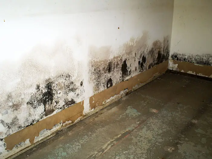 Is It Possible To Repair Mold-damaged Drywall